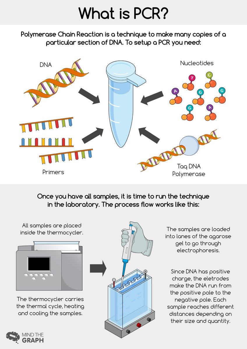 📍أساس عمل الـPCR
polymerase chain reaction principle
📌تقنية تعمل على انتاج نسخ عديدة من الـ DNA في المختبر- in vitro

📌الدورة الواحدة ثلاث مراحل:
1-مرحلة التفكك/ Denaturation  
2-مرحلة التصاق البرايمرز/ Annealing
3- مرحلة بناء الجزيئيات/  Extension
