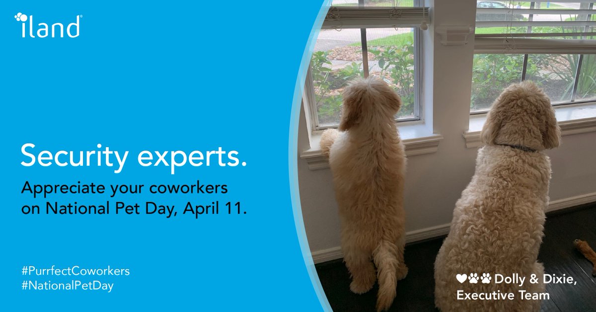 ilandcloud's tweet photo. What's better than one guard dog? Two. Dolly and Dixie, members of @ilandcloud's executive team, provide all the home #backup you need. #NationalPetDay #PurrfectCoworkers #DogLovers #iland2020 https://t.co/sy2V5vBMpP