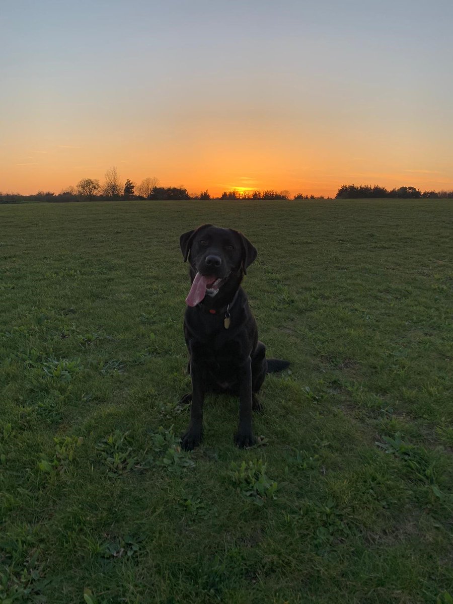Becky is definitely this weeks Tongue Out Tuesday star ⭐️ Thanks to trainer Emily for this beautiful photo of Becky on a free run at sunset ☀️

(Photo shows Becky the Black Labrador sitting on the grass, sticking her tongue out to the side, with an orange sunset behind her)