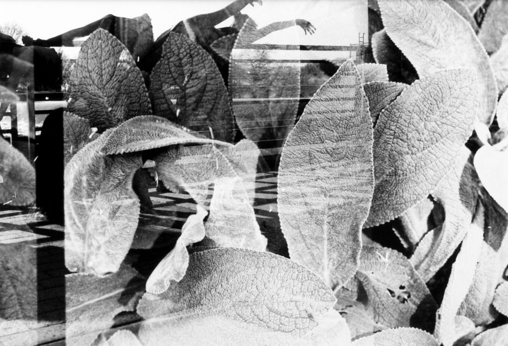 SCDesignStudios's tweet image. The lamb&apos;s ear is peaking up!
Lamb&apos;s Ear No. 118 Silver Gelatin Print #artistsontwitter #darkroomartist