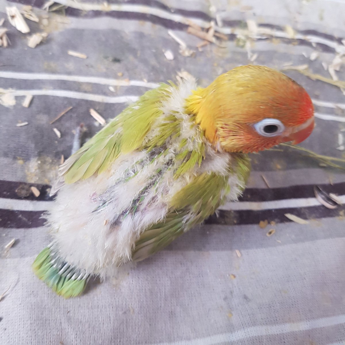 IndoorZoo's tweet photo. Baby Lovebird
#lovebird
#bird
#fischer
#handfeed
#orange
#pastel
#baby
#mylittleindoorzoo
#CuteAnimalsSongsAndMovies
https://t.co/bL8QFPHSSH https://t.co/9vSEEaKECC