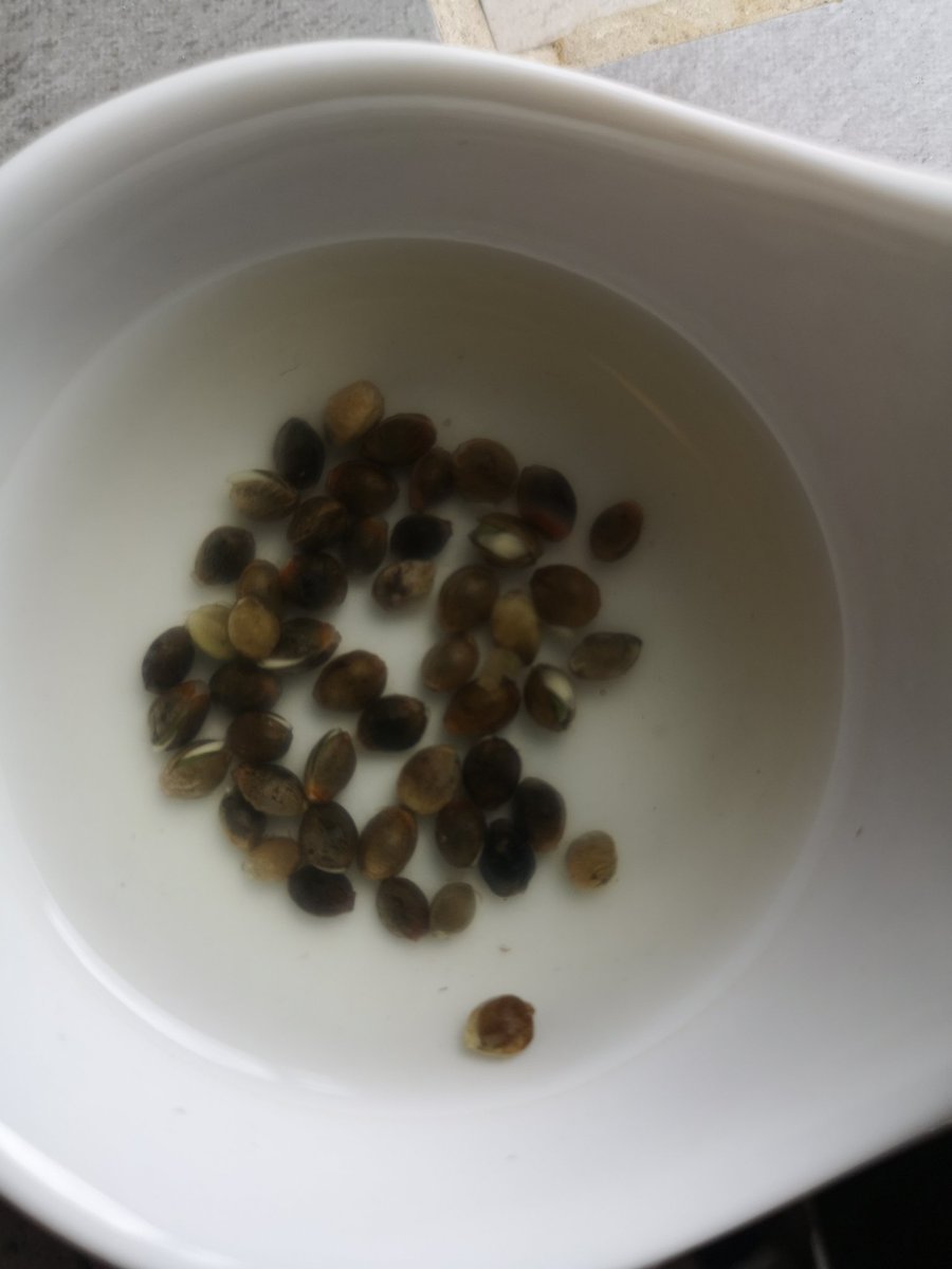 New tree batch, step by step  @Tinsi__mStep 1.Soak your seeds in water. At first, they'll float on the surface, as they take in water, they'll sink. This will be about 2 days.You'll see them start to open as below 
