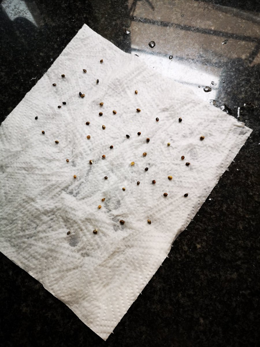 Step 2.On day 3, lay out a double layer of paper towel. You can use toilet paper if you don't have paper towel.Wet it and spread your seeds on it, as in Frame 1. Fold your towel/TP over the seeds as Frame 2.