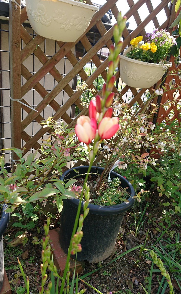 イキシア Twitter Search