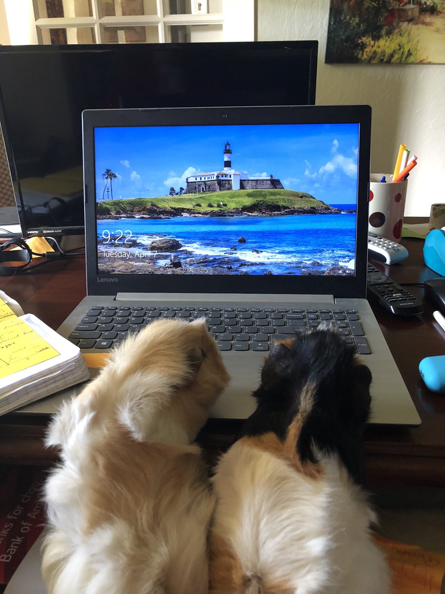 Palmer1205's tweet photo. Class pets turned into house pets!  They miss their students! #room1217 https://t.co/3HYPcpXDLv