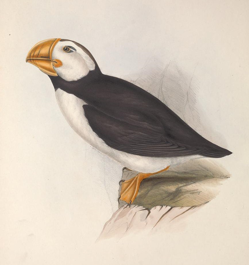 Next up for  #DrawABirdDay inspo, John Gould's "The birds of Europe", with many gorgeous illustrations by his wife Elizabeth:  https://s.si.edu/2FZBFru  Learn more about Elizabeth & her role on our blog:  https://s.si.edu/2USxcfj 