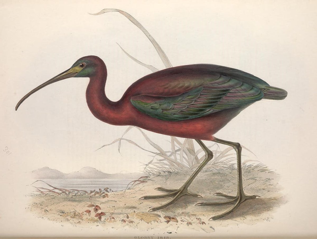 Next up for   #DrawABirdDay inspo, John Gould& #39;s "The birds of Europe", with many gorgeous illustrations by his wife Elizabeth:  https://s.si.edu/2FZBFru&q... Learn more about Elizabeth & her role on our blog:  https://s.si.edu/2USxcfj&q...