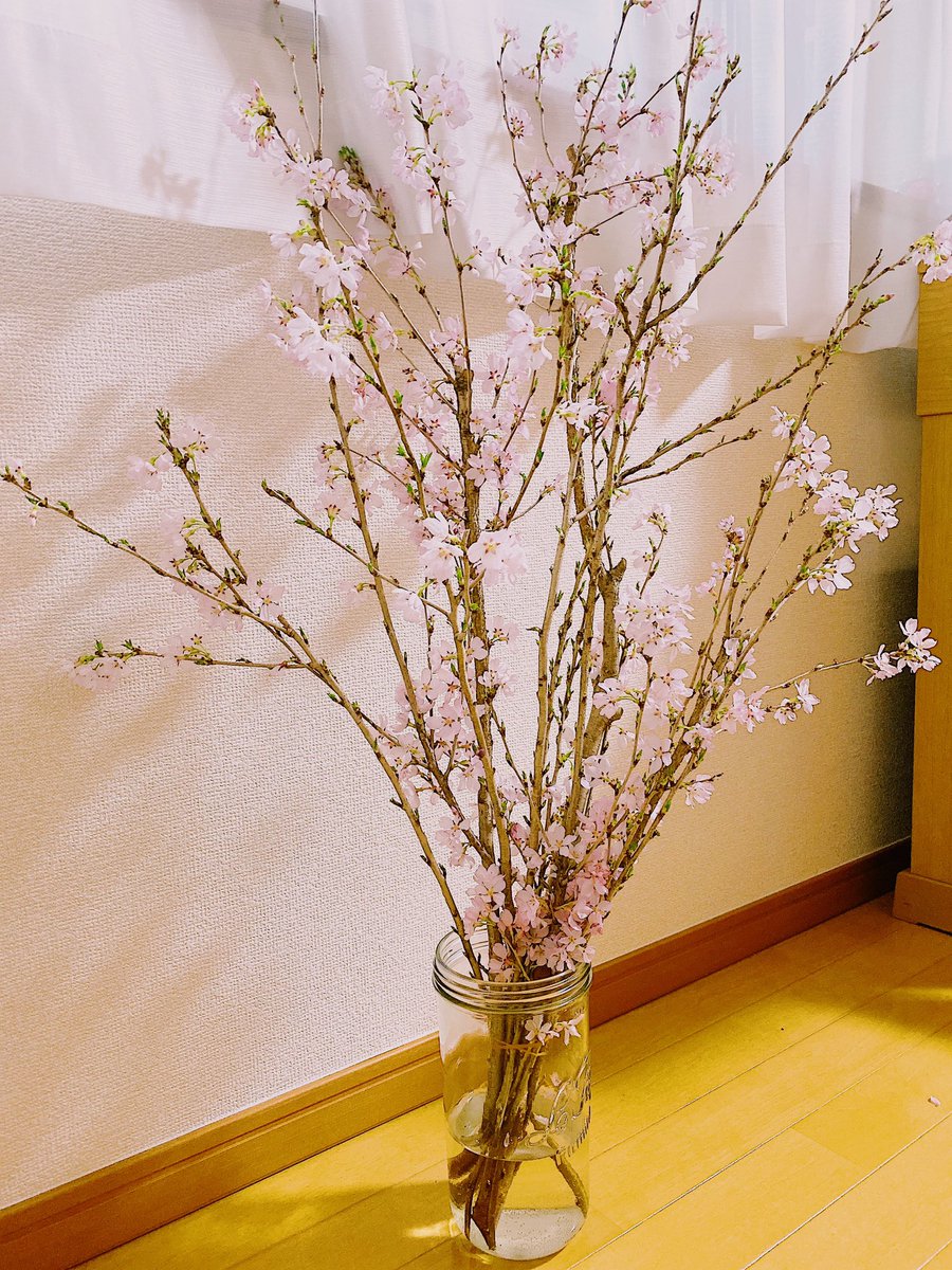 ট ইট র 前田玲奈 桜を長持ちさせるためにやることは お水にお酒を入れておくこと だそうです お花屋さんのお父さん曰く 酔っ払わせとけば気分良く長く咲くそう なんてかわいいんだ 料理酒だけど まだ咲いてて嬉しい 枝物は大体