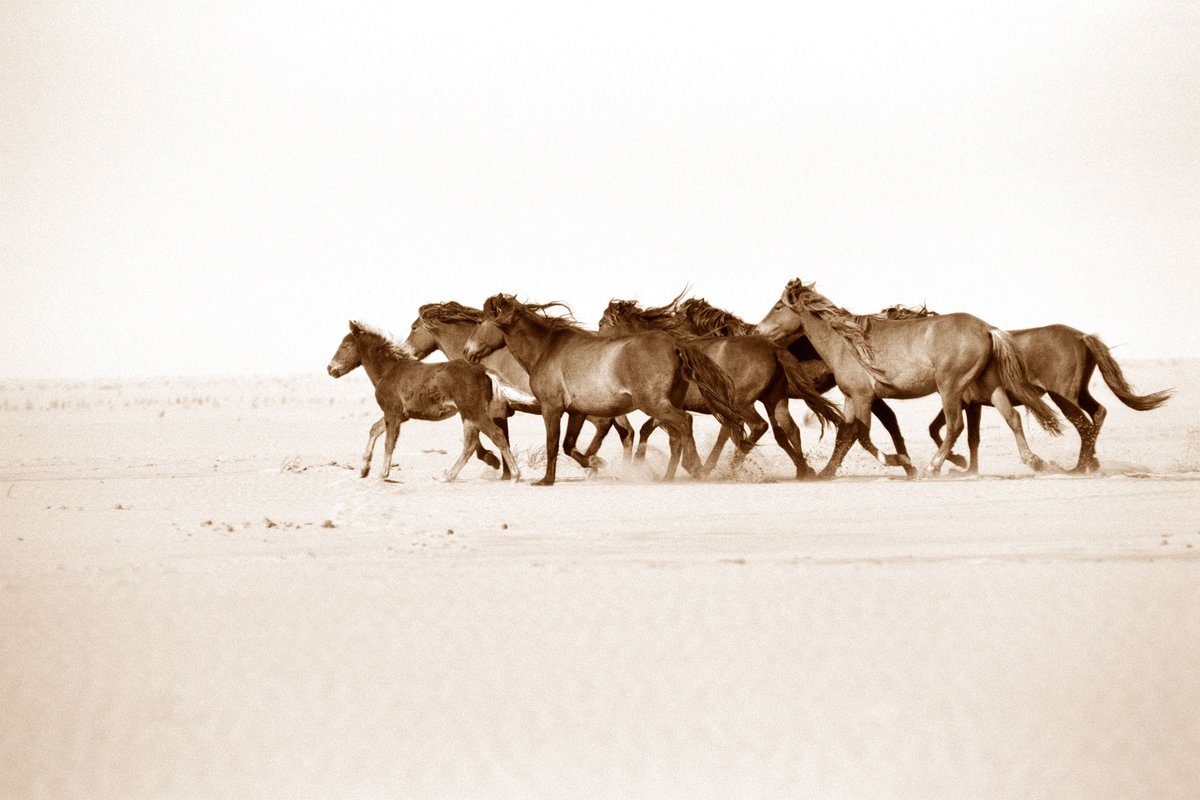 Equestrio tweet media