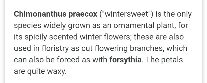 🌸