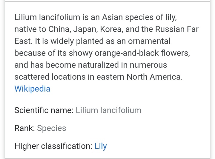 7. Jeon Jungkook, Sept 1, 1997. TIGER LILY ( Lilium Lacinfolium) #Jungkook  #JeonJungkook