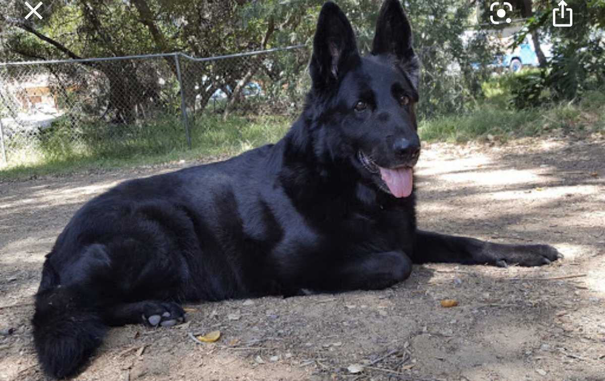 GSDCofAmerica's tweet photo. Good Tuesday Morning Friends! I hope you are safe and healthy. Please accept my apologies for not responding to each of your posts. As you know I have always tried to acknowledge each and every post. Please bare with me for a bit longer. Go to https://t.co/ix2pvAgR3L! #gsdca https://t.co/w9OIlBNVFG