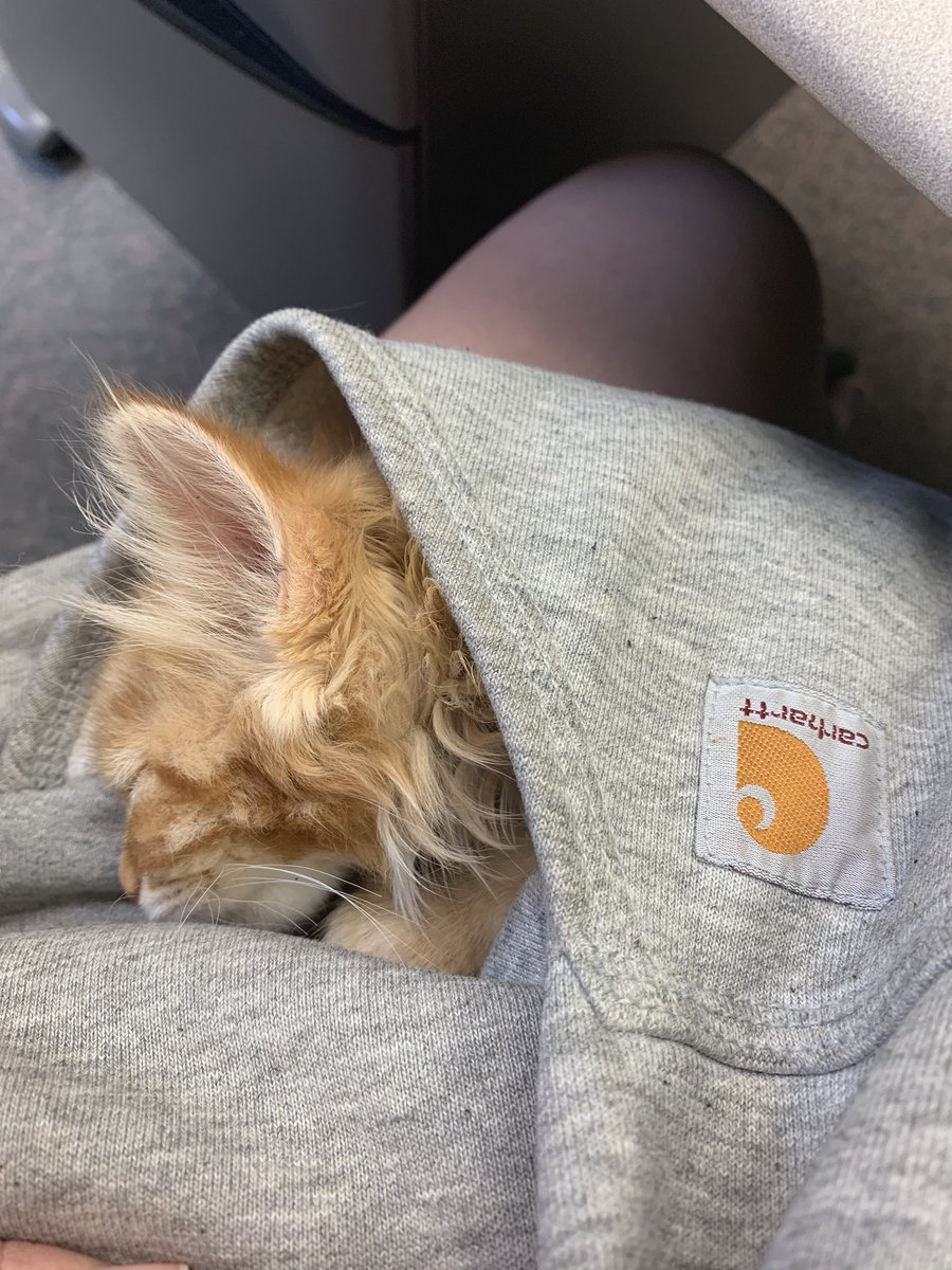 kansasshell's tweet image. Love my @Carhartt hoodie and so does my new kitten!