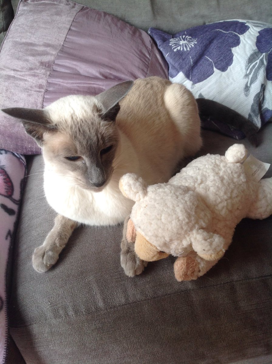blossomsbeadbox's tweet photo. Trying to explain Social Distancing to Woolley
#socialdistancing #staysafe #stayhome #catsoftwitter #petsoftwitter #cats #rescuecat #siamesecat #blueeyedcat #catceo #blossomsbeadbox #handmadejewellery #handmadejewelry #handmadewithlove kitty #lilacpoint #blossom https://t.co/0Q3rxGJtNg