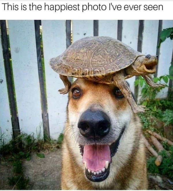 theCHIVE's tweet photo. i wish i could wear my best friend as a hat https://t.co/50JRC3lkqA