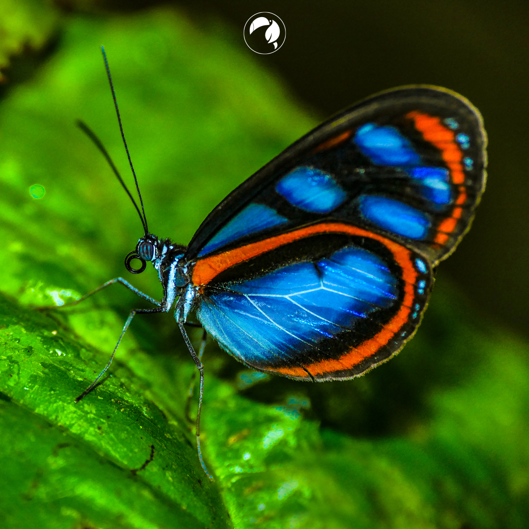 selvalodge's tweet photo. Its uniqueness combined with its mega biodiversity will delight your senses.
.
.
.
.
.
#nature #wildlife #wordcaptures #travel #travelphotography #traveller #culturetrip #trip #ecolodges #butterfly #southamerica #birdwatching #voyage #viajerosporelmundo #amazon #jungle #selva https://t.co/H6U6sJI2OU