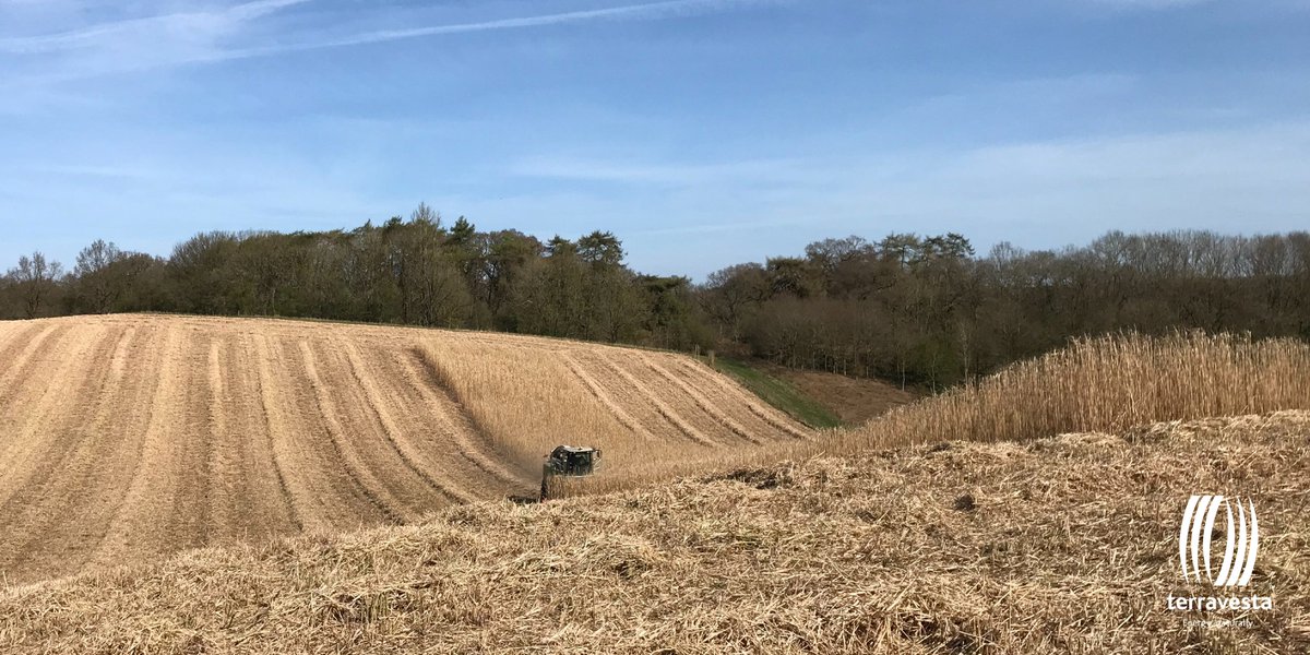 Harvesting #Miscanthus in the stunning #LincolnshireWolds near Benniworth today👌 

#keyworkers #Farming #MiscanthusHarvest2020 #claas  #ForageHarvester #Kemper <a href="/CLAAS_Eastern/">CLAAS Eastern</a> <a href="/CLAAS_UK/">CLAASUK</a>