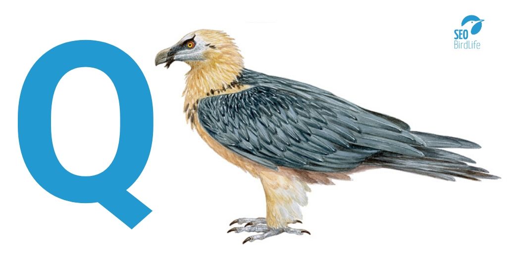 SEO_BirdLife's tweet photo. 🤓¿Seguimos el reto de repasar nuestra 'Guía de Aves' de la A a la Z?
➡️Con la «Q» solo podía ser el espectacular quebrantahuesos, así que la pregunta es otra:
🔎#QuédateEnElNido y dinos: ¿Cuál puede llegar a ser la envergadura de esta maravilla?
🔘2,90 m
🔘1,90 m
🔘3,90 m https://t.co/MVbxMvMJtO
