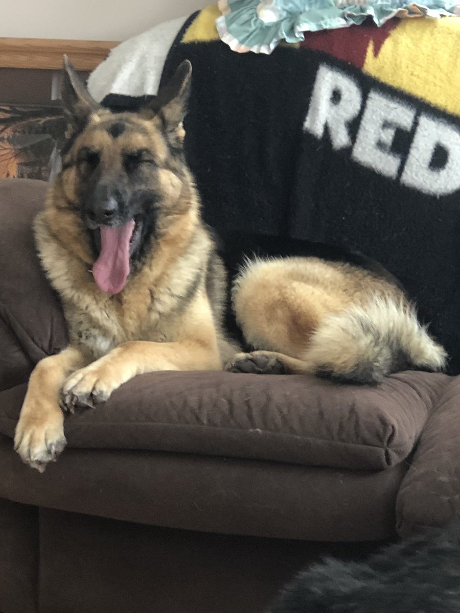 GSDCofAmerica's tweet photo. Friends it is โTongue Out Tuesdayโ letโs post our dogs with their famous tongues ๐. Wishing you all a pleasant day. #gsdca #gsd #dogs #tongueouttuesday #pets https://t.co/XHk1vcIITp
