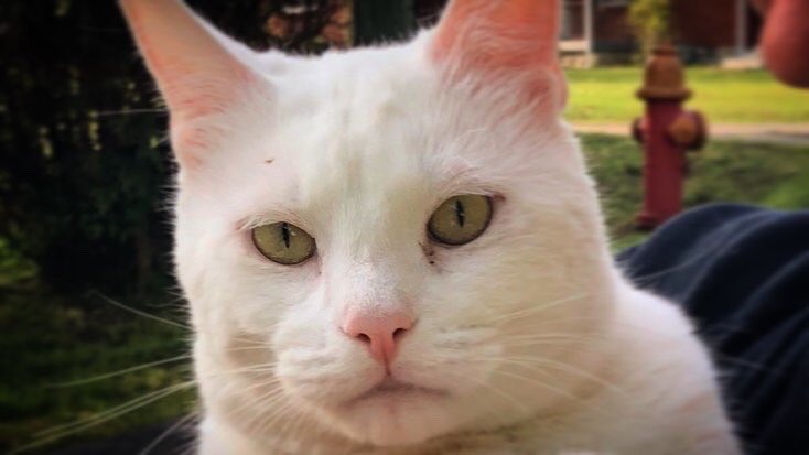 Pam here 🐾 just checking to see if you’ve clicked your way over to our cover of “Closer to The Heart” 😽 Our wonderful and exceptionally talented friend Shayna at Scurvy Dog Production Co. shot this first Slider Haus session 🏡
Enjoy!👇
youtu.be/1Xm-03nidG4