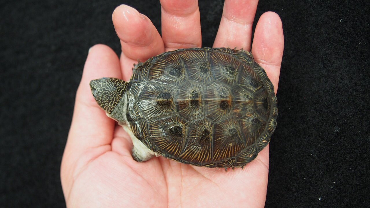 かねだい戸田店 on Twitter 