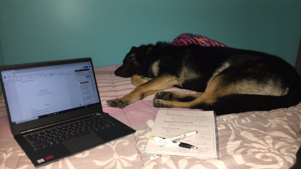 rxchel_17's tweet photo. My homework buddy. Bennie is helping me get all my school work done💜 @SMCDSB_PET https://t.co/7zSq7Pun6g
