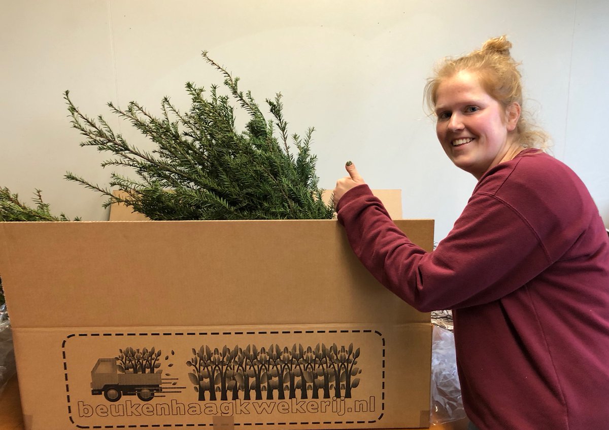 ... en ondertussen verplaatst het accent zich bij <a href="/Roelandsbv/">Roelands BV</a>  van groothandel naar particuliere afzet. Vrolijk worden de Taxus ingepakt voor een tevreden klant!