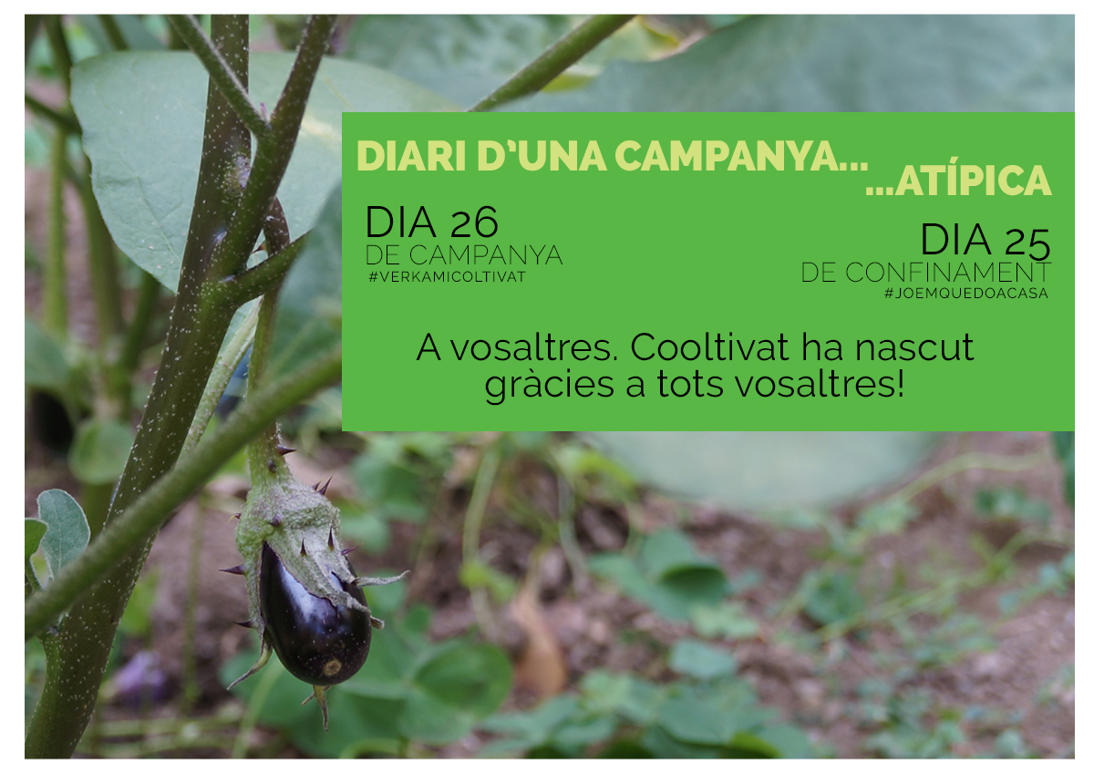 💚 No ens cansarem: MOLTES GRÀCIES! 💚

Ara som una petita albergínia 🍆 que ha de créixer i que un dia donarà els seus fruits. I tot gràcies a vosaltres! 😍

#cooltivat #elmeuhort #verkami #crowdfunding