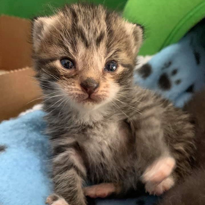 kyhumane's tweet photo. We want to say a big thank you to our friends and supporters at @PetFirst for giving @kyhumane $500 to purchase cat food! We so appreciate you and everything you do for us! #PetFirst #Animals #COVID19 #Pets #NonProfit #Louisville https://t.co/NWZXSNp6yi