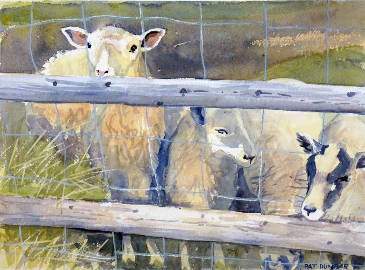 Today's member artwork is created by Patricia Dunbar. “Sheep May Safely Graze” watercolor