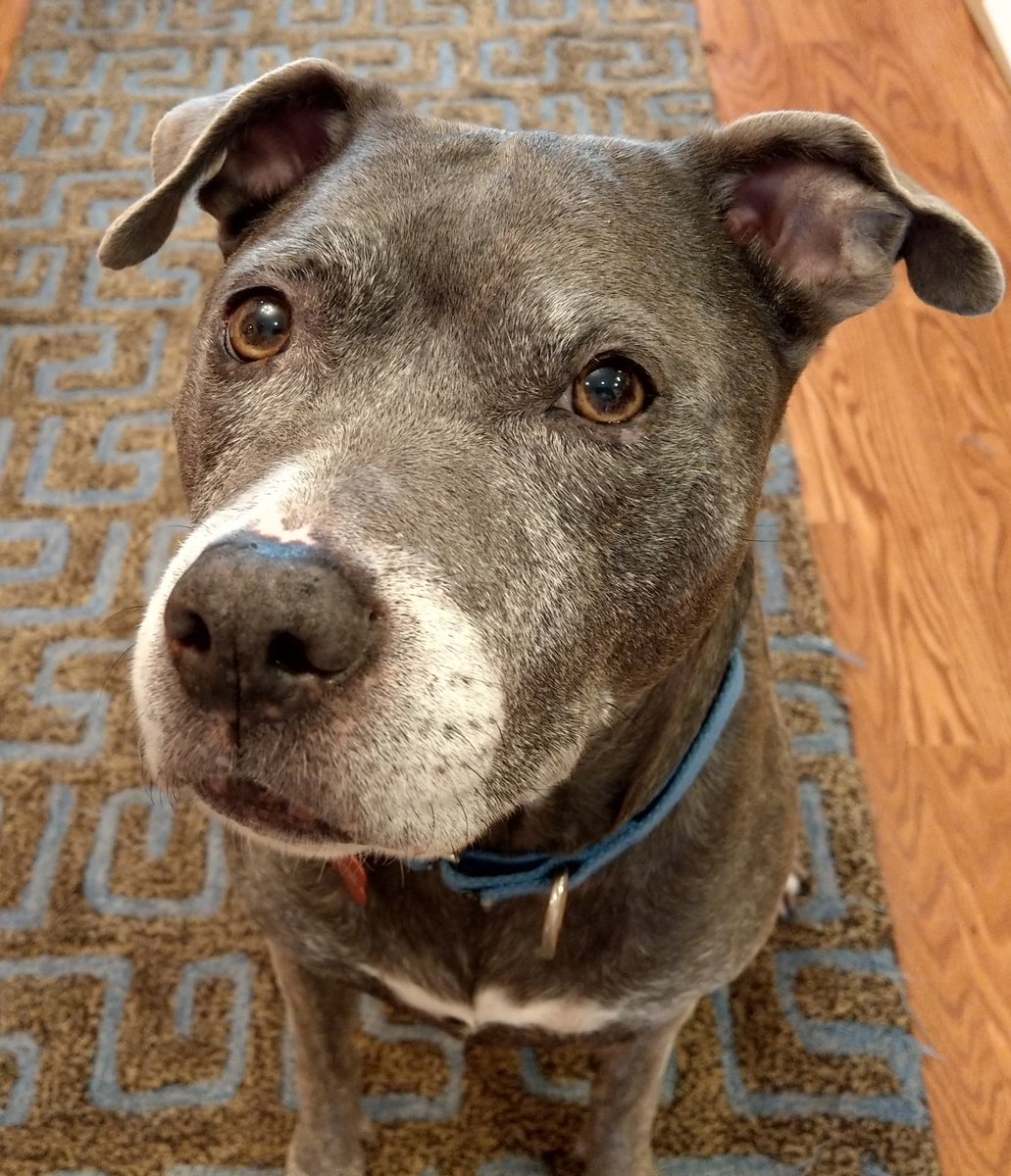 Are 8 Year Old Dogs Old