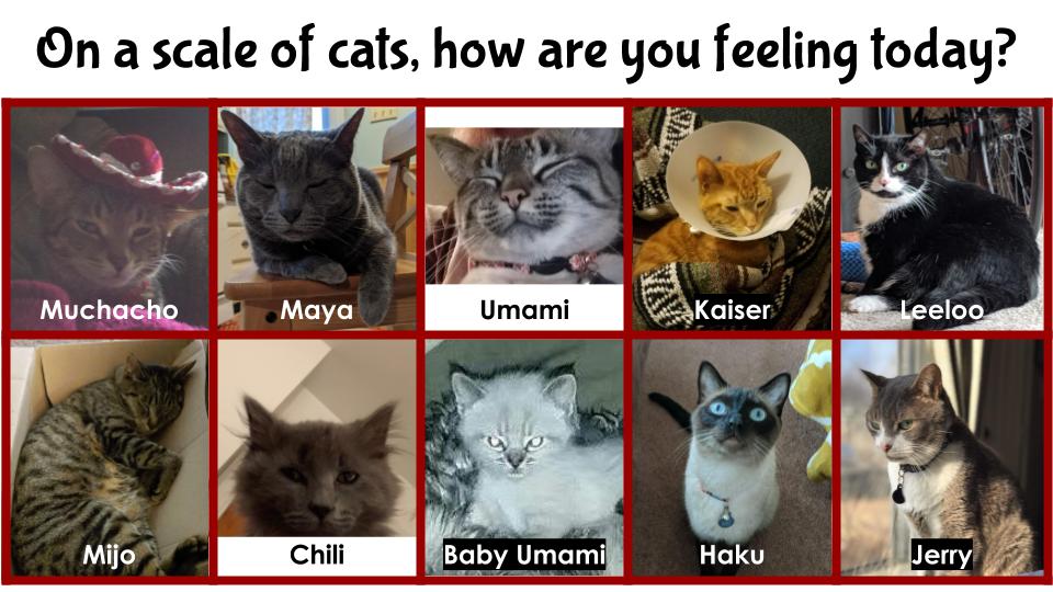 Chs Media On A Scale Of Local Cats How Are You Feeling Today Catmoods Homealonewithmycats Catsofinstagram Localcats Felinefamiliar T Co Si8vjol2dr