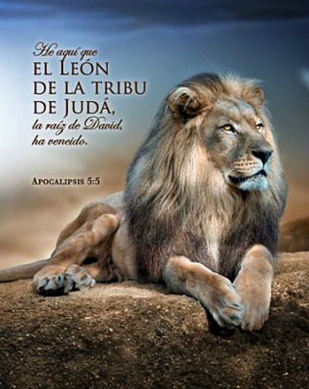 FlamesGeneratio's tweet image. “He aquí el León de la tribu de Judá, la raíz de David ha vencido.” Apocalipsis 5:5”í el León de la tribu de Judá, la raíz de David ha vencido.” Apocalipsis 5:5”