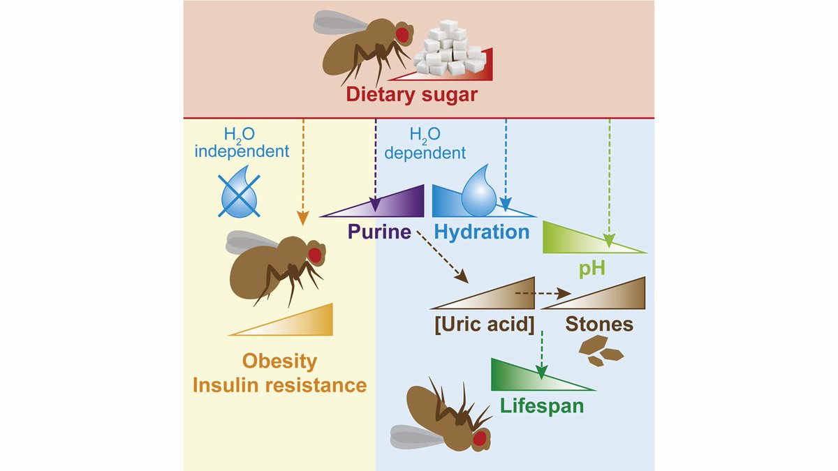 CochemeLab's tweet image. Excited that our study is published in @CellMetabolism today! Congrats to the team @CochemeLab and our collaborators @KaletaLab

#sugar #obesity #lifespan #Drosophila

doi.org/10.1016/j.cmet…