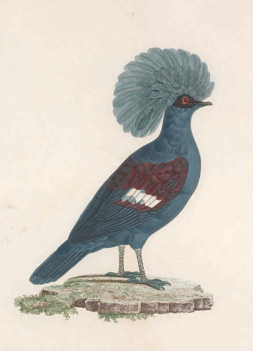 Pigeons might be prevalent if you& #39;re looking out a city window, but we bet you& #39;ve never seen any like this! These exotic examples are courtesy of Madame Knip (and a bit of publishing drama:  https://s.si.edu/39xHs20&q... Find the book in  @BioDivLibrary :  https://s.si.edu/2Wg8STA&q...