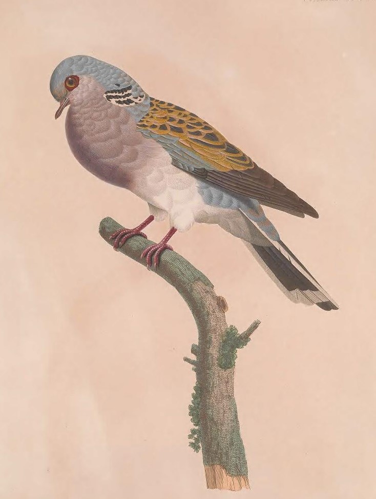 Pigeons might be prevalent if you're looking out a city window, but we bet you've never seen any like this! These exotic examples are courtesy of Madame Knip (and a bit of publishing drama:  https://s.si.edu/39xHs20 ). Find the book in  @BioDivLibrary :  https://s.si.edu/2Wg8STA 
