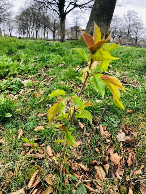 Back in November, the Friends of Greenhead Park planted wild cherry, rowan and silver birch saplings, kindly provided by the Woodland Trust. A few months on, the tiny trees are now sprouting new leaves - a great morale-booster in these difficult times 🙂 <a href="/WoodlandTrust/">WoodlandTrust</a>