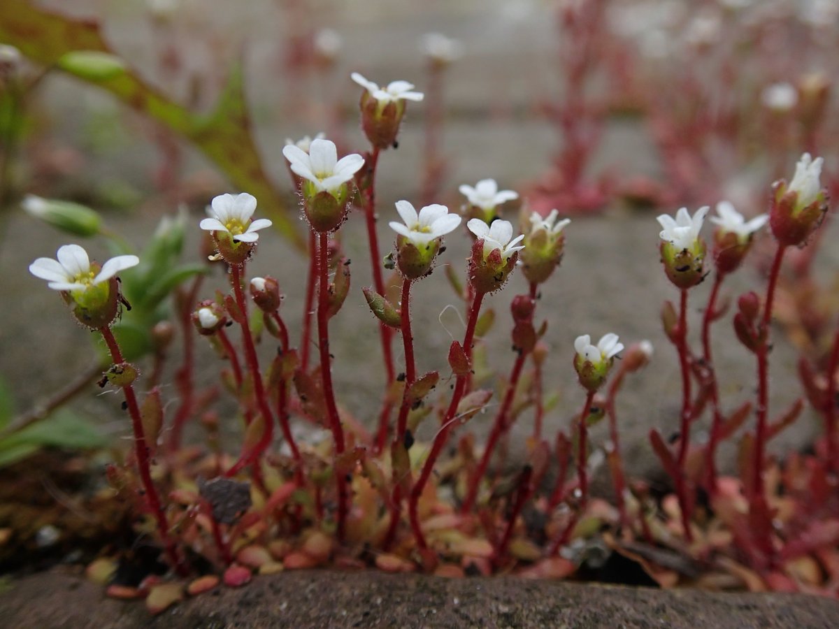 Een bijzonder en mooi stoepplantje dat nu bloeit is het kandelaartje. Hij is vrij zeldzaam, maar je kan hem aantreffen op zanderige, droge plekken, zoals de duinen. De fotograaf vond dit specifieke exemplaar op een bestrate berm naast een stoplicht! #stoepplantjes #groenomtedoen