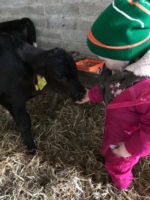 farmersjournal's tweet photo. Two-year-old Fianna Lenaghan checking on her calves at home in Co Down👌 #farmingfightsback https://t.co/58rEkZCpPn