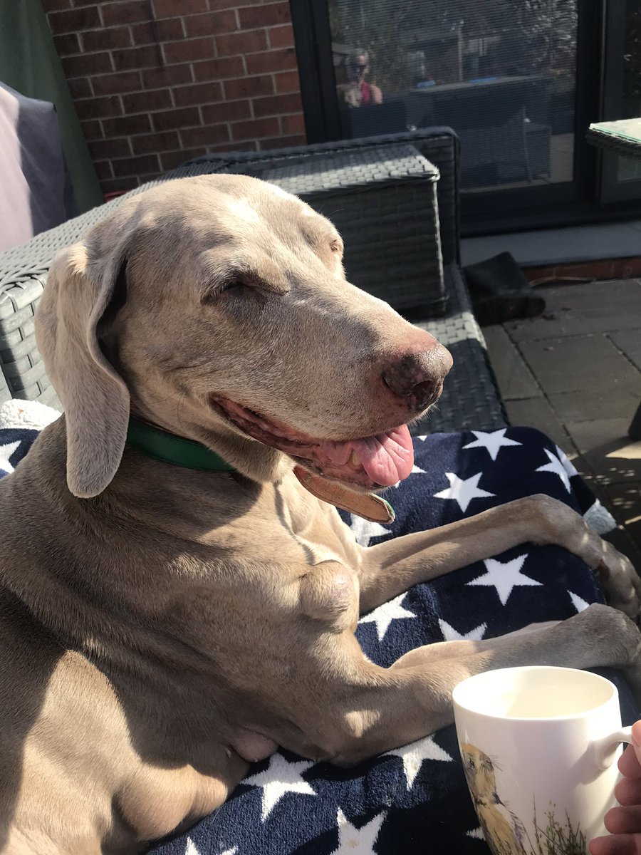 Dawnknowles81's tweet image. Chill in The garden with my girl@b4 shift 🐶☀️❤️ #doggydaughter