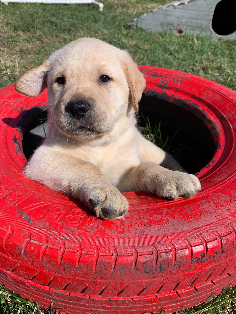 EvnglstaLabLab's tweet photo. Will you help me become a guide dog for someone who needs me? #freedomguidedogs #xlitter arriving soon at  #puppyraiser near you #raiseapuppy #changealife https://t.co/yxQXQI8MEX