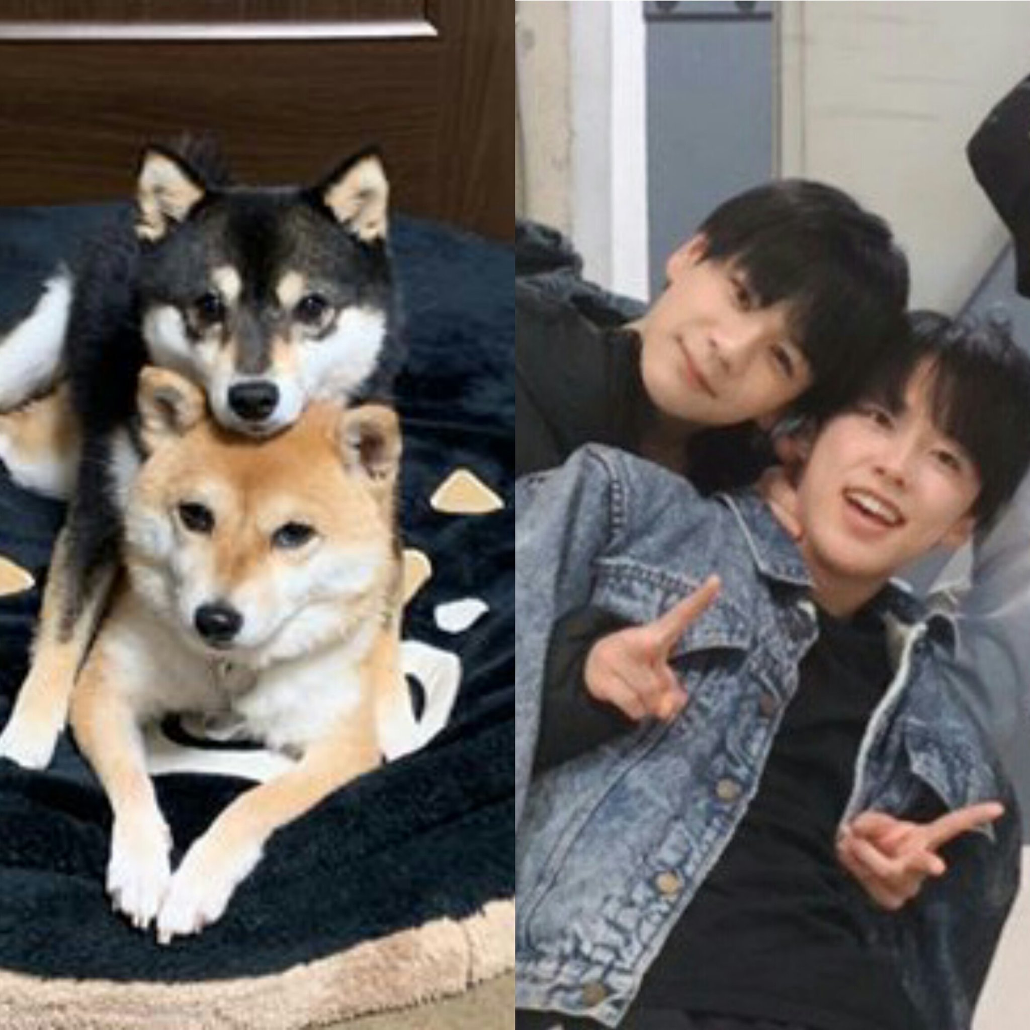１番セン豆君 柴犬の日 豆原一成の画像と似た構図の豆柴画像を貼る日 純豆腐かわいい T Co Ertcbvas63 Twitter