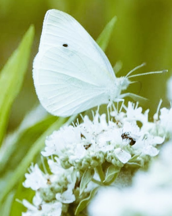 Just living is not enough," said the butterfly, "one must have sunshine, freedom and a little flower." #EricaFernandes  @IamEJF  #KasautiiZindagiiKay  #Prerna