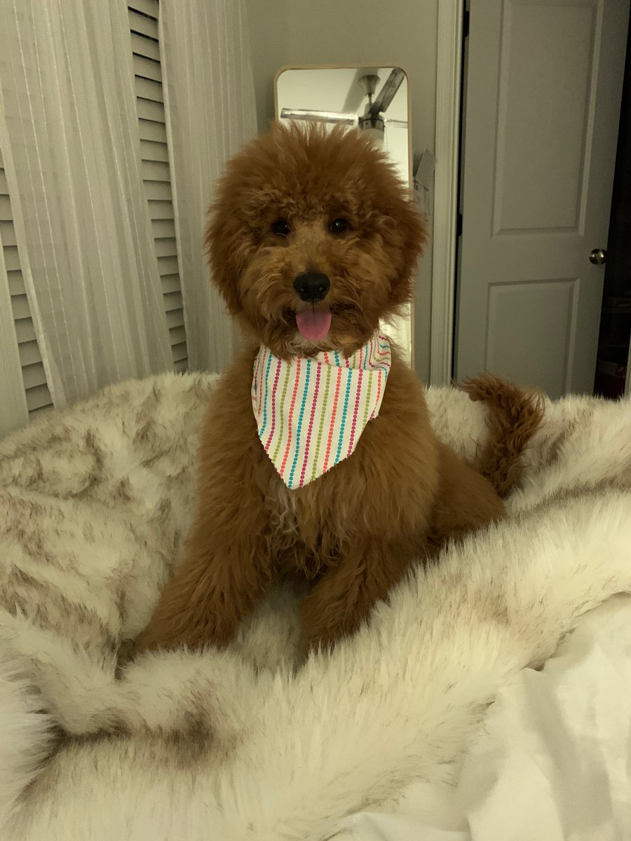 jayesydni's tweet photo. @BlissPsy320 I am doing okay! The amount of school work (from my in-person classes) has been very overwhelming! Just trying to take it one day at a time! My sweet pup Teddy is keeping me sane! https://t.co/RmlllgeFJr