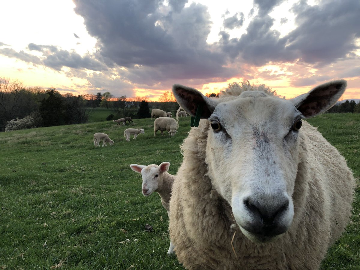 I just interviewed this ewe and her lamb. She has no clue what social distancing is and no idea why it’s important.