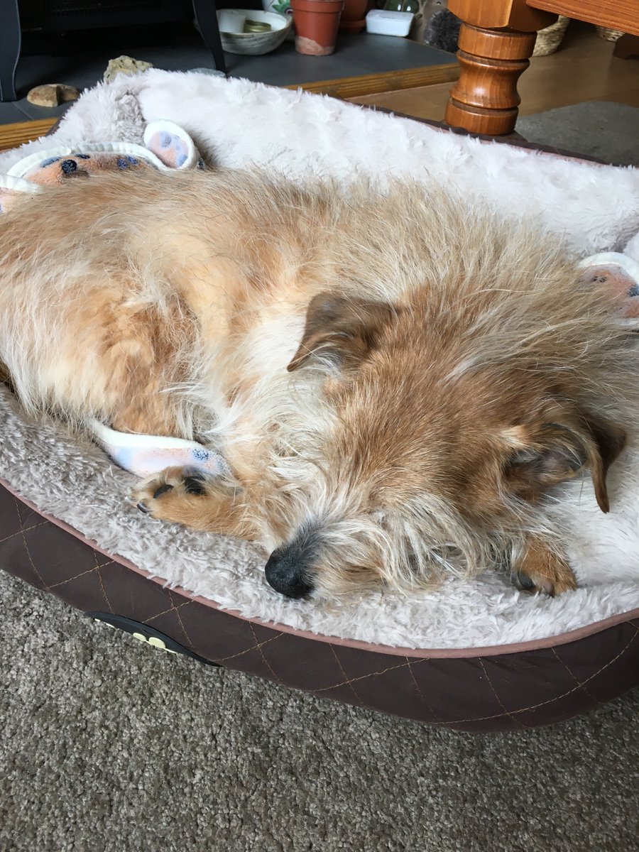 Moyra48863596's tweet photo. #petsunderlockdown tired of my constant rubbish chat and wished I went back to work 😄 https://t.co/7k5ATIyqZh
