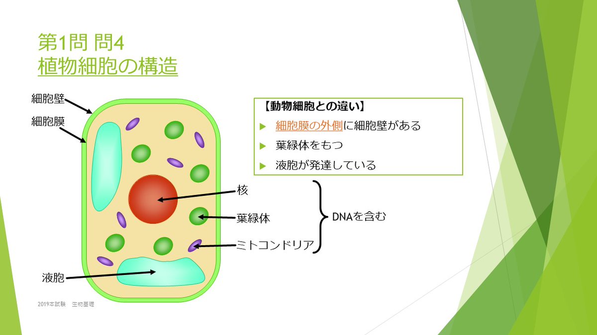 植物細胞の構造〕 細胞の基本構造をおさえましょう！動物細胞との違いにも注意してくださいね。 https://t.co/zY4jdTUIw2 #生物基礎  #マナの朝ツイート #大学入学共通テスト, image size:1200x675