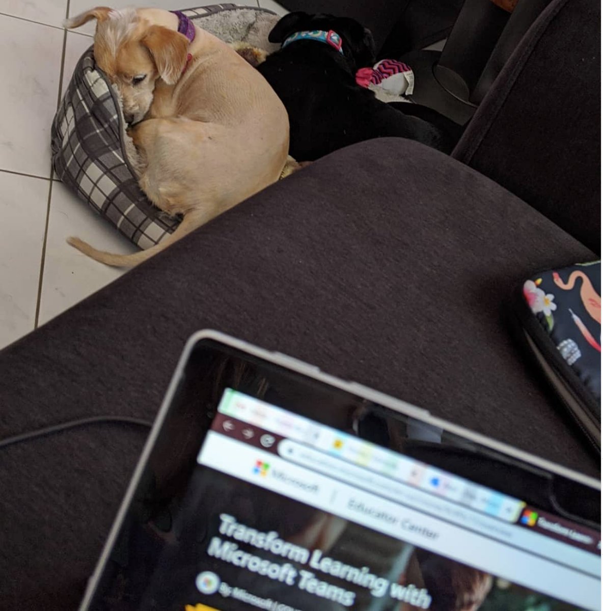 FIUalumni's tweet photo. What a view 😻 Check out our Panthers’ stylish working space! Looking to get your awesome work space featured on our page? Share a pic below, and make sure to use #PanthersConnect. https://t.co/uEviz3ghS4 https://t.co/OxPlzl8AZk