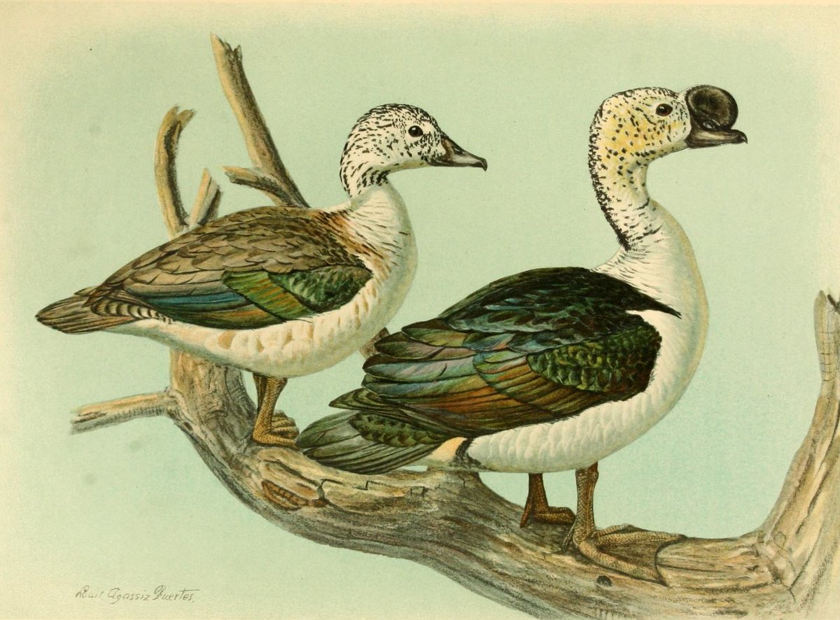 Artist & ornithologist Louis Agassiz Fuertes was acclaimed for his depictions of birds. Our copy of "A natural history of the ducks" (1922) has some fascinating quackers!   @BioDivLibrary link:  https://s.si.edu/3dLjS4V  More about Fuertes:  https://s.si.edu/2Jxqru4   #drawabirdday