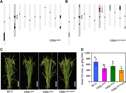 JIPBio's tweet image. Zn, Se, and Cd concentrations naturally vary in rice grains, making it easy to control them via breeding. This new JIPB study used #pyramiding on major QTLs to increase Zn and Se, and decrease Cd, concentrations, making for healthier rice. #plantsci
doi.org/10.1111/jipb.1…